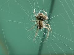 Araneidae