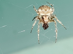 Araneidae