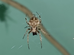 Araneidae