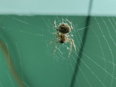 Araneidae