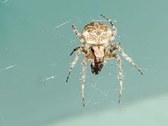Araneidae
