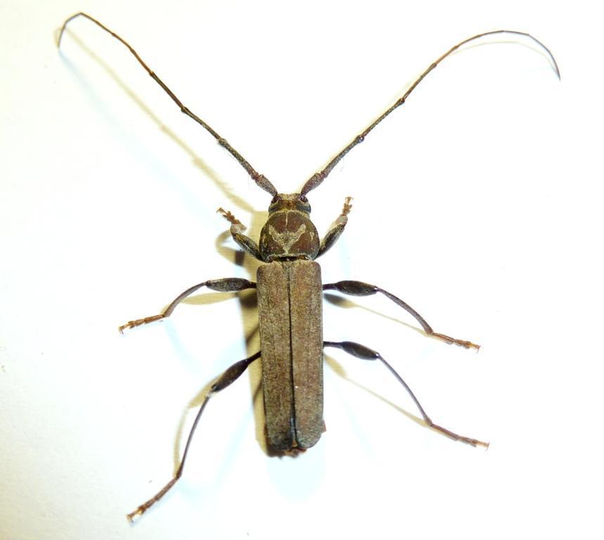 Xystrocera erosa