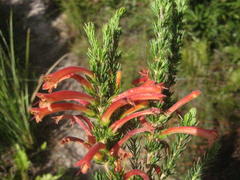 Erica curviflora curviflora
