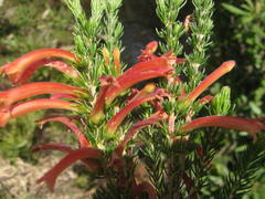 Erica curviflora curviflora