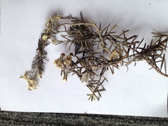 Anaphalioides subrigida