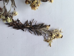 Anaphalioides subrigida