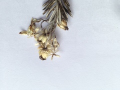 Anaphalioides subrigida