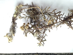 Anaphalioides subrigida