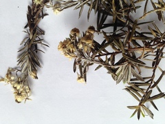 Anaphalioides subrigida