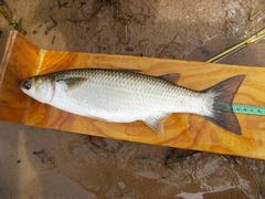 Pseudomyxus capensis