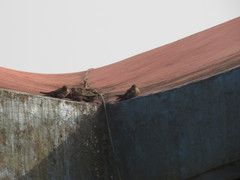 Ptyonoprogne concolor