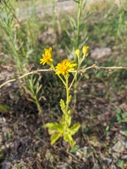 Jacobaea grandidentata