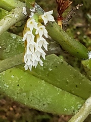 Campylocentrum micranthum