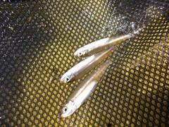 Gilchristella aestuaria