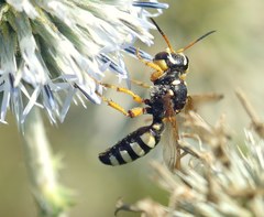 Cerceris tuberculata