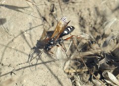 Cryptocheilus variabilis