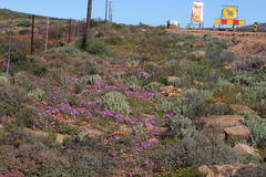 Drosanthemum oculatum