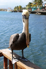 Pelecanus occidentalis