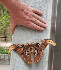 Attacus atlas