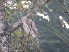 Accipiter trivirgatus