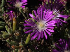 Drosanthemum oculatum
