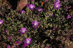 Drosanthemum oculatum