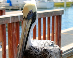 Pelecanus occidentalis