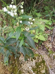 Oldenlandia mellii