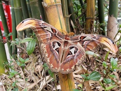 Attacus atlas