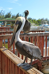 Pelecanus occidentalis
