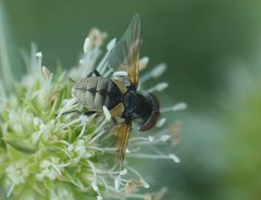 Elomya lateralis