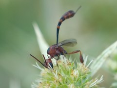 Gasteruption hastator