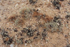 Teloschistes capensis