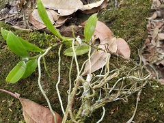 Campylocentrum micranthum