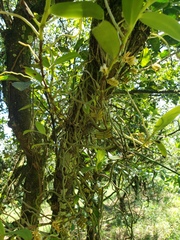 Campylocentrum micranthum