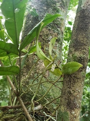 Campylocentrum micranthum