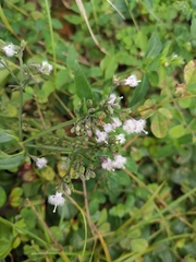 Oldenlandia mellii