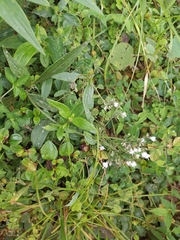 Oldenlandia mellii