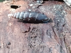 Clausilia