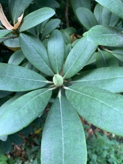 Rhododendron