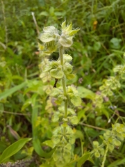 Ocimum campechianum