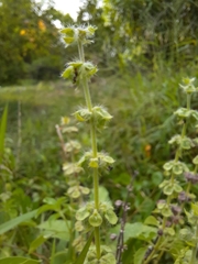 Ocimum campechianum