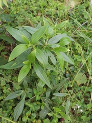 Oldenlandia mellii