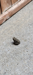 Anaxyrus fowleri