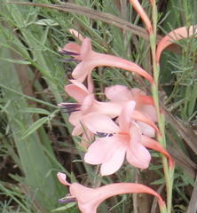 Watsonia wilmaniae