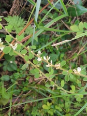 Lespedeza pilosa