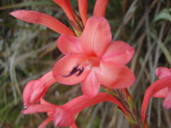 Watsonia wilmaniae
