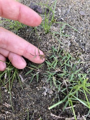 Eragrostis hypnoides