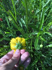 Coreopsis grandiflora
