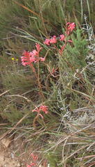 Watsonia wilmaniae